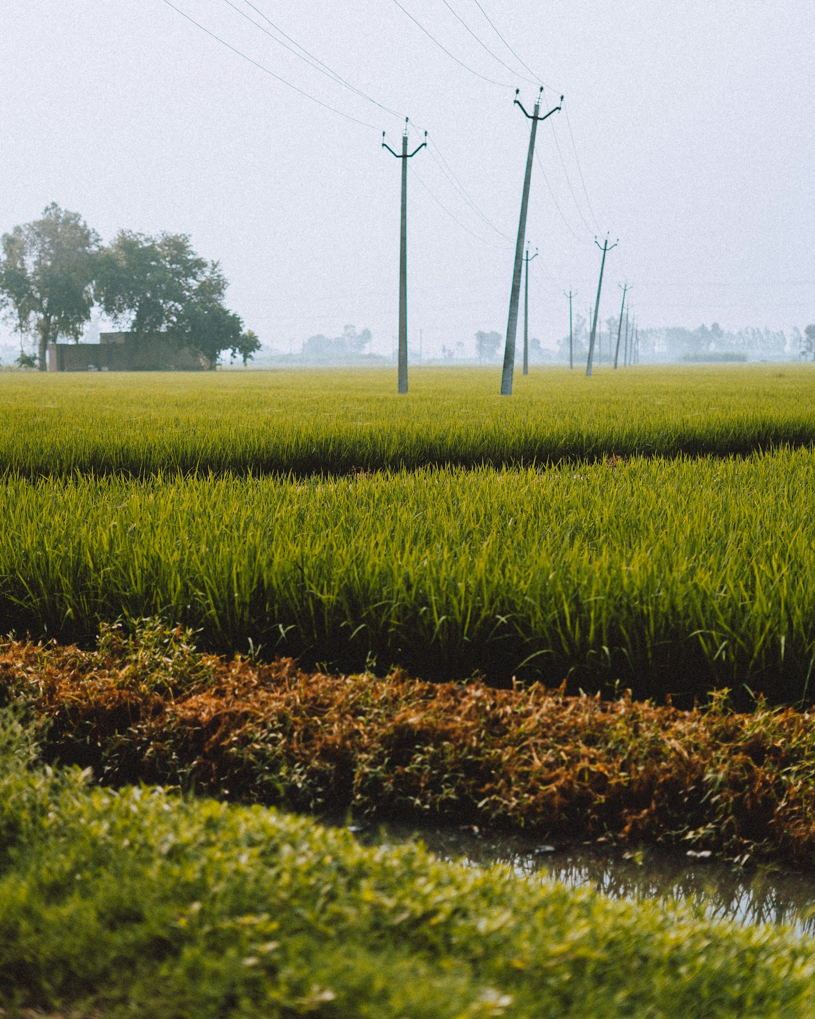 Stock demo photograph of a Punjab crop field crossed by power lines; not the South City plot